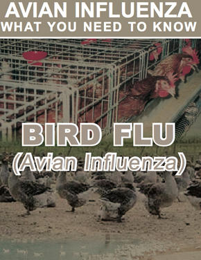 Avian Influenza : Apa yang anda perlu Tahu (BI)