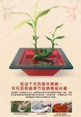 Denggi: Perayaan Tahun Baru Cina (BC)
