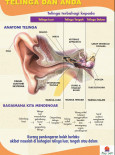 Telinga:Pameran Telinga dan Anda 1