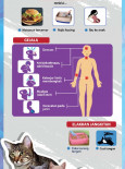 Toxoplasmosis